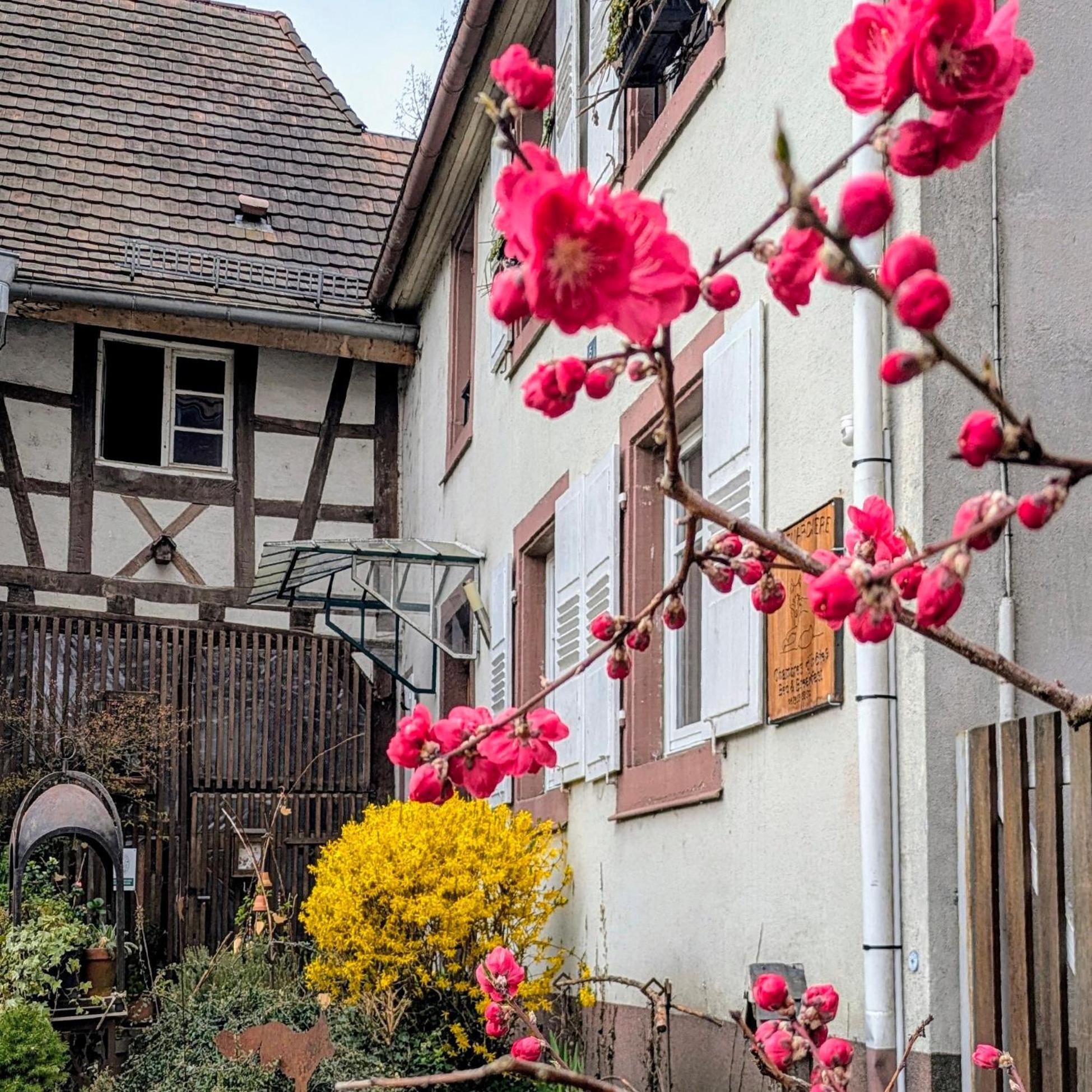 Bed & Breakfast Maison D'hotes La Renardiere *